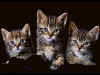 kitties.jpg (115927 bytes)