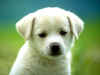 puppy3b.jpg (67724 bytes)
